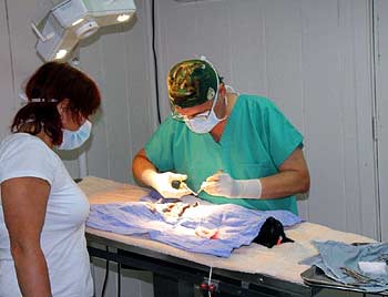 Dr. Tom performing surgeries