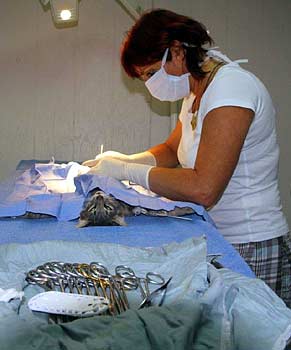 Tabby being spayed