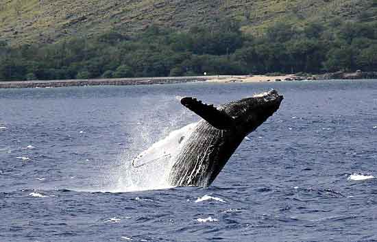 Whale Breeching